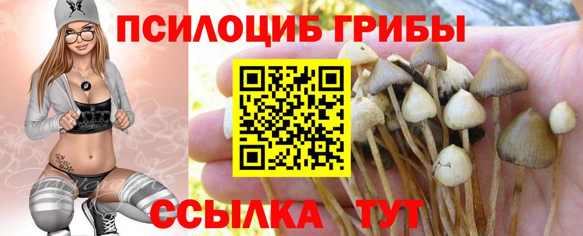 Фролово  Псилоцибиновые грибы Cubensis  Вход с VPN  Псилоцибиновые грибы мицелий 